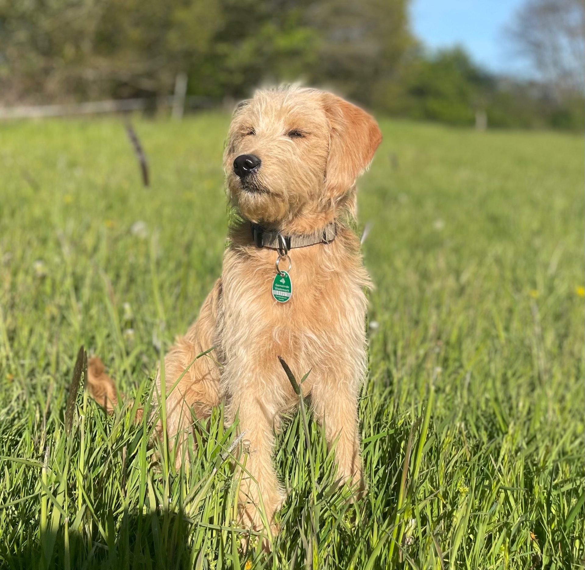 Tiergestützte Therapie